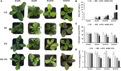 Functional analysis of Rehmannia glutinosa key LRR-RLKs during interaction of root exudates with Fusarium oxysporum reveals the roles of immune proteins in formation of replant disease